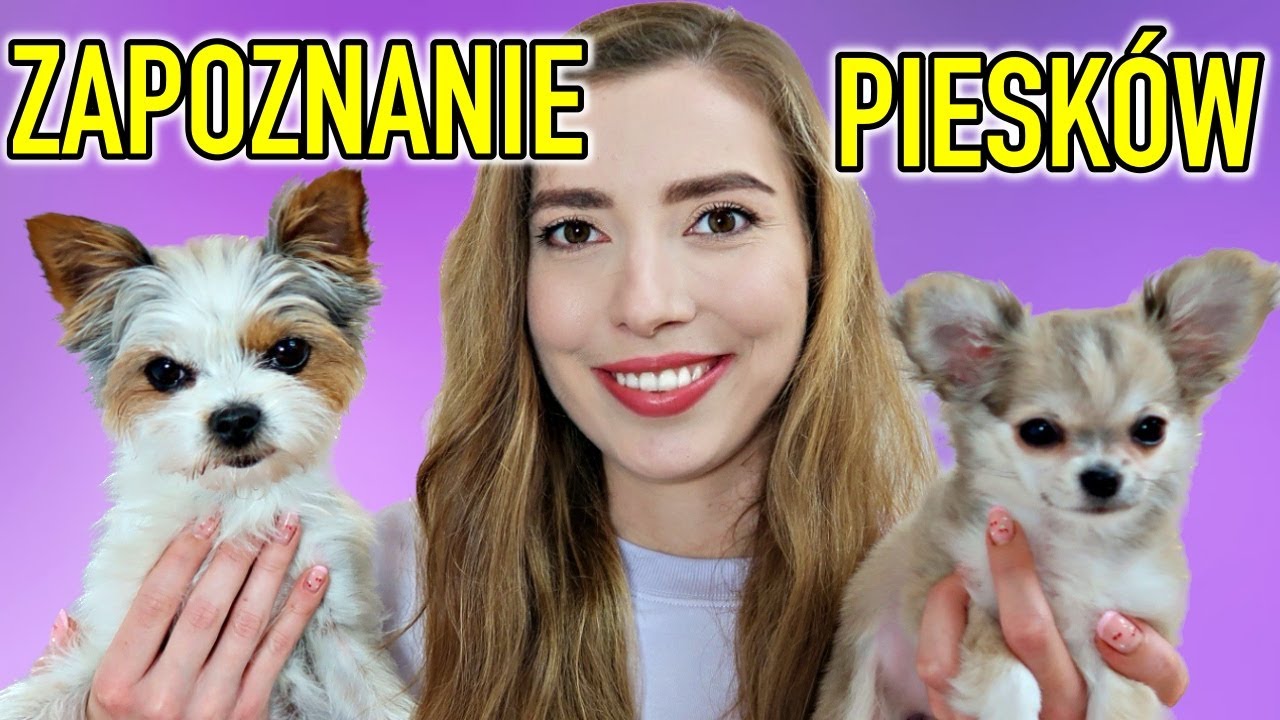 Drugi pies w domu  Jak wprowadzić? Szczeniak i 5 letni pies ZAPOZNANIE