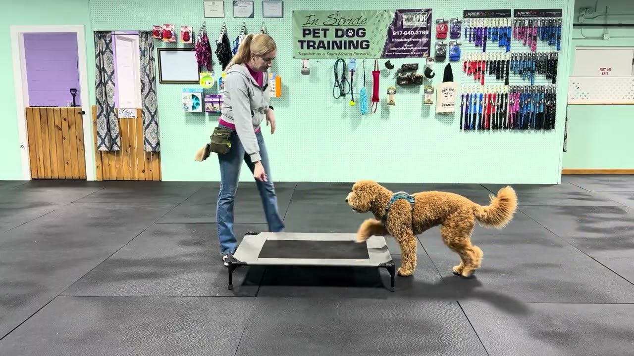Bernie - Place/Bed and Beginnings of Stay Cue Practice.