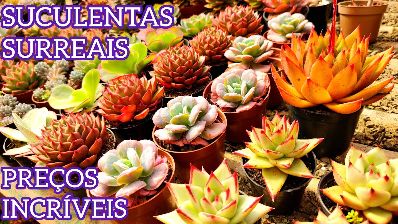 SUCULENTAS À VENDA COM PREÇOS VARIADOS | JARDIM DOS CACTOS