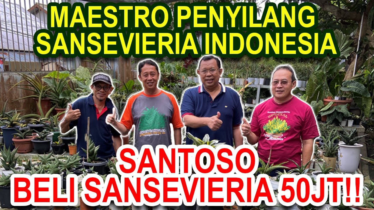 SANTOSO, MAESTRO PENYILANG SANSEVIERIA INDONESIA