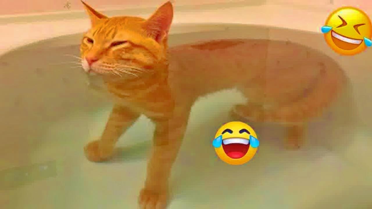 You Laugh You Lose 🦴 Funniest Cats and Dogs 2026💚 part 2