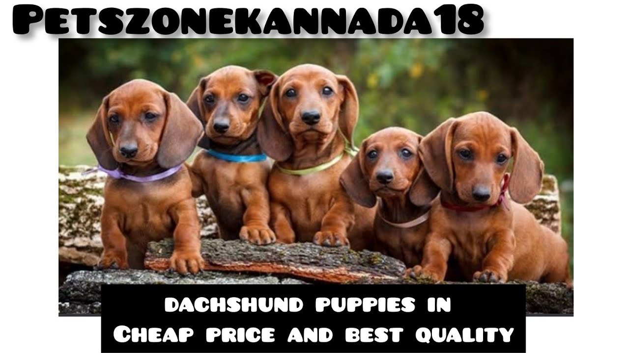 TOP QUALITY Dachshund PUPPIES ARE AVAILABLE FOR CHEAP PRICE //CONTACT ME  OR WHATSAPP ME 95919 49710
