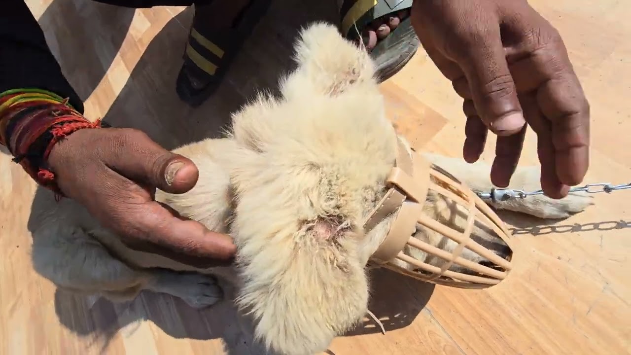 Treatment Of Lucky । Veterinary Doctor's Visit To Junglee Resort Rajaji National Park Rishikesh