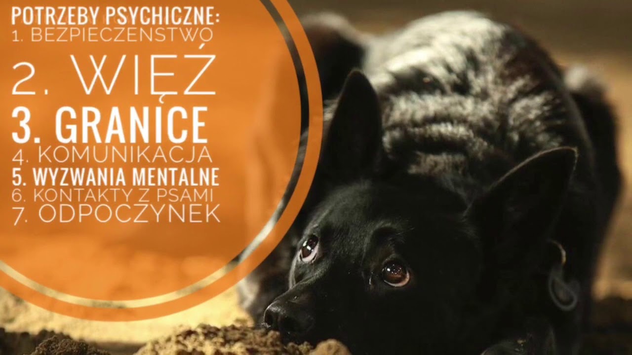 Problemowy pies - sprawdź czy spełniasz tych 10 warunków