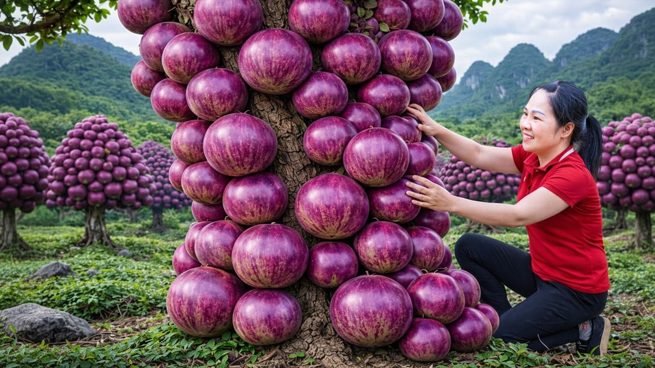 Harvesting Super Fruitful Purple Star Apples & Go To Market Sell | Life of Trang Anh