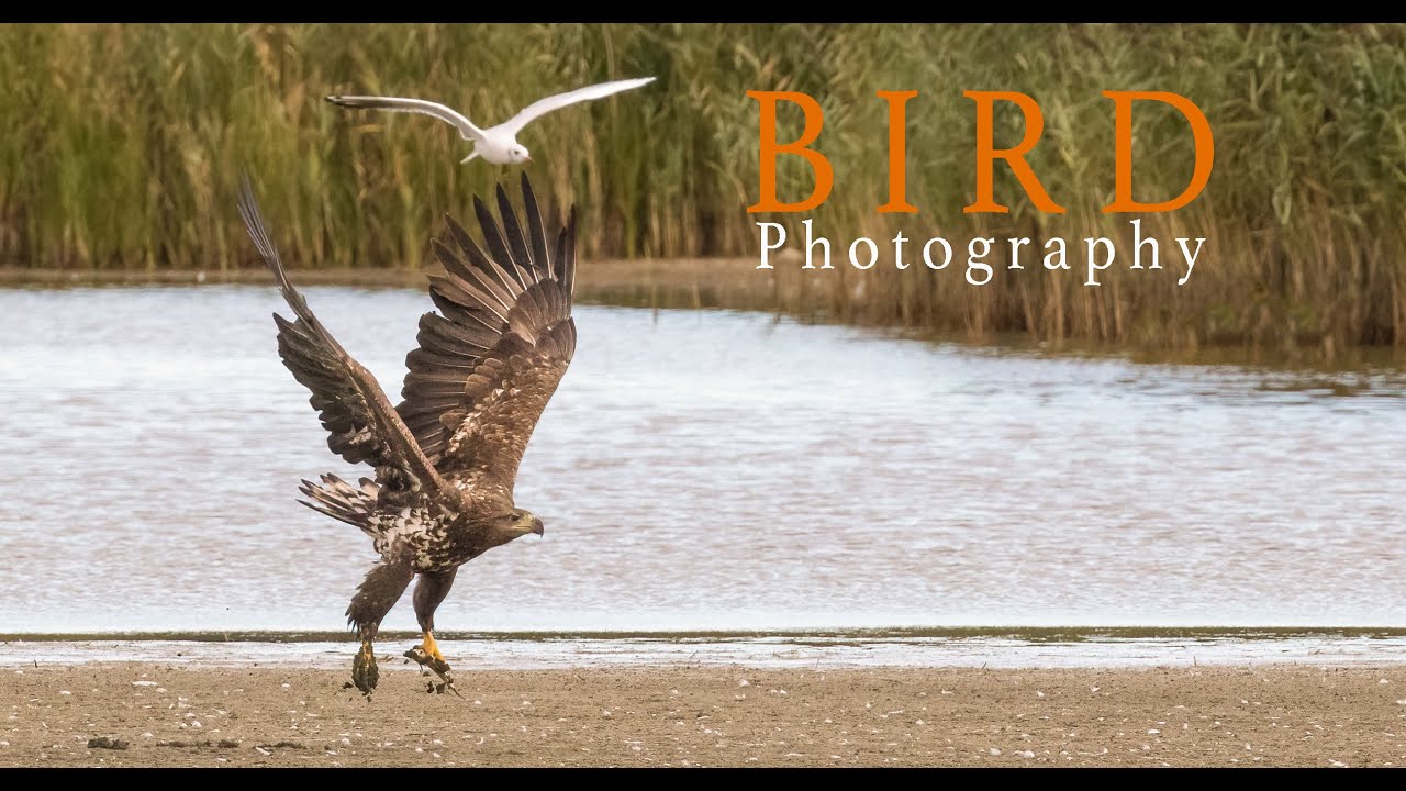Bird photography White tailed eagle