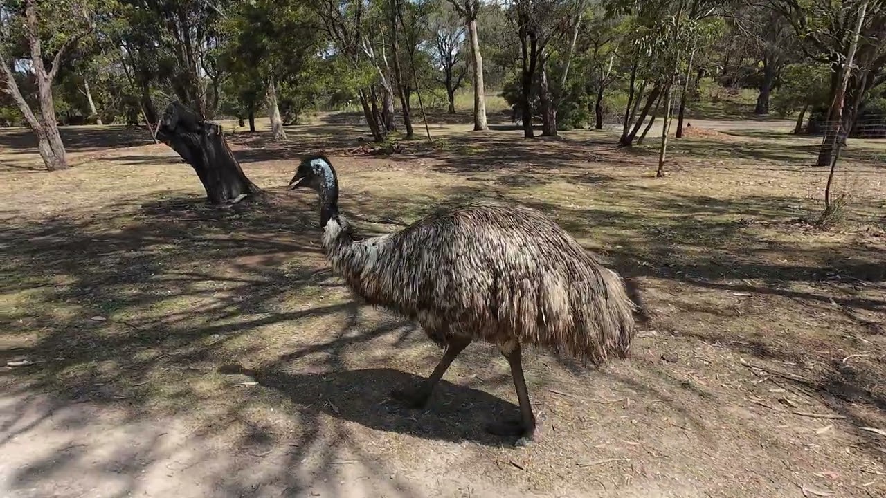 Harrys trip downunder 2023