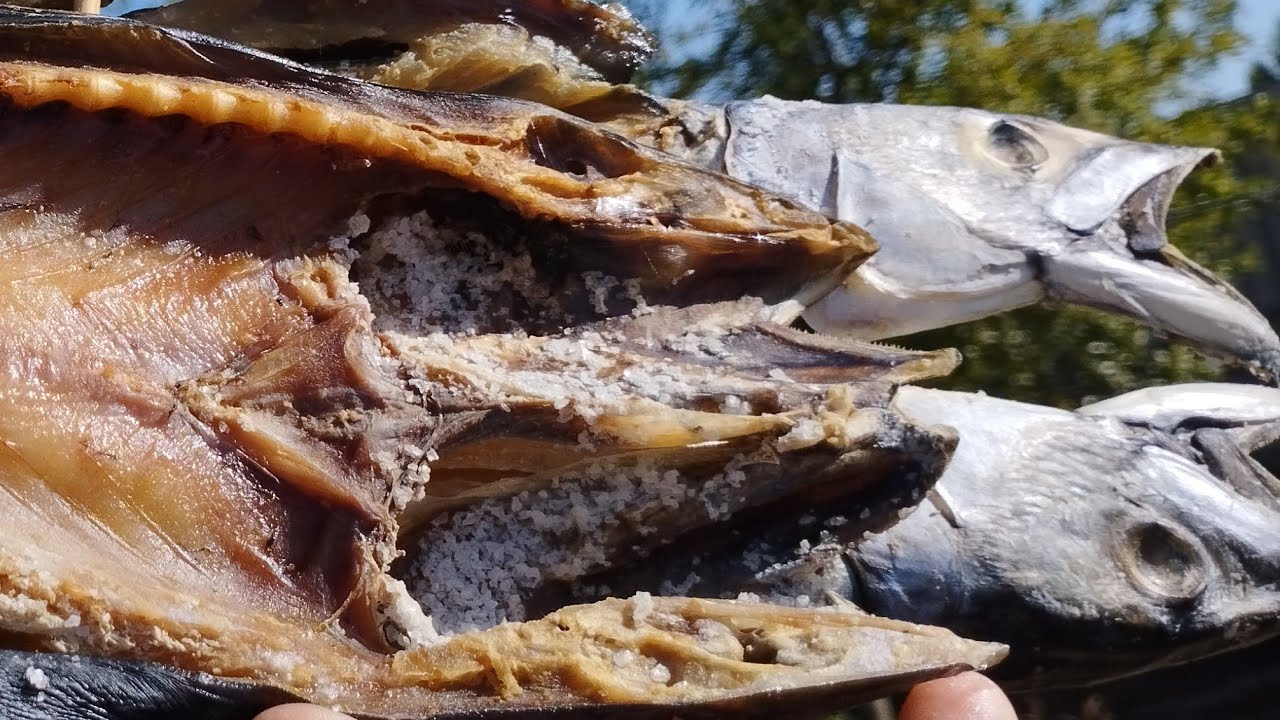 Peixe Cavala Seca ao Sol