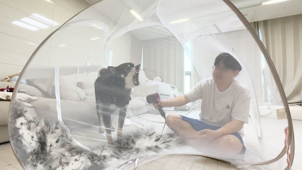시바견 가둬두고 털수확했더니...ㅋㅋㅋㅋ