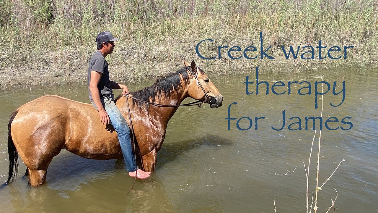 Natural water therapy & conditioning a horse #camilleshorsemanship