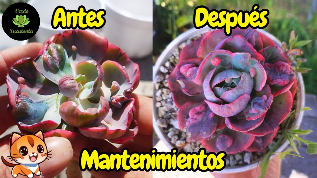 Un Aeonium que ya necesita amor y la transformación de una Echeveria 