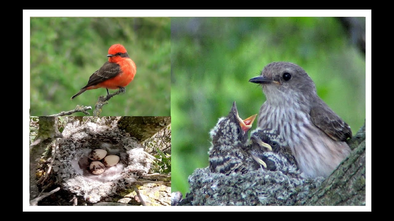 CHURRINCHES en FAMILIA  /   VERMILION FLYCATCHER in FAMILY *  Nido, Huevos y Pichones