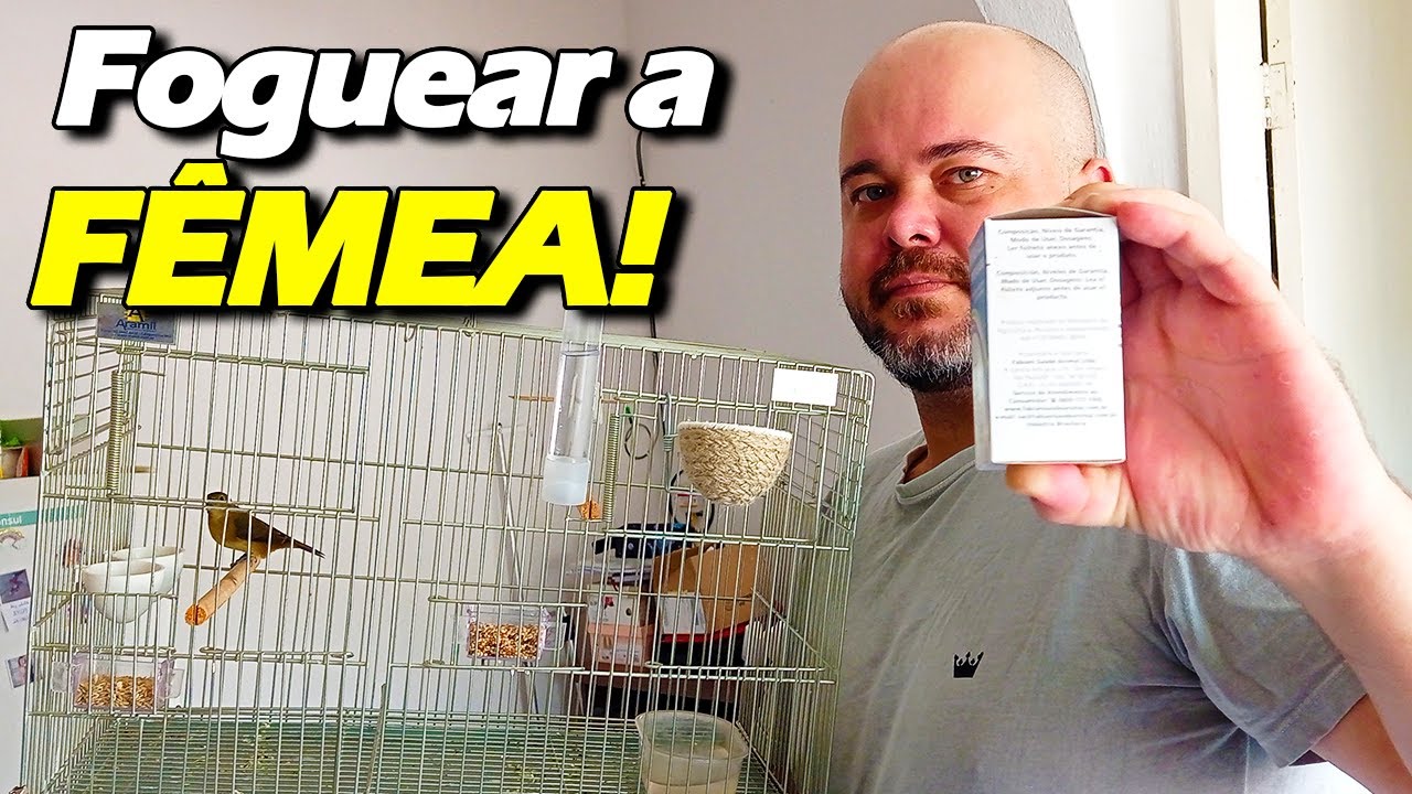 5 ingredientes pra FOGUEAR fêmea de papa-capim