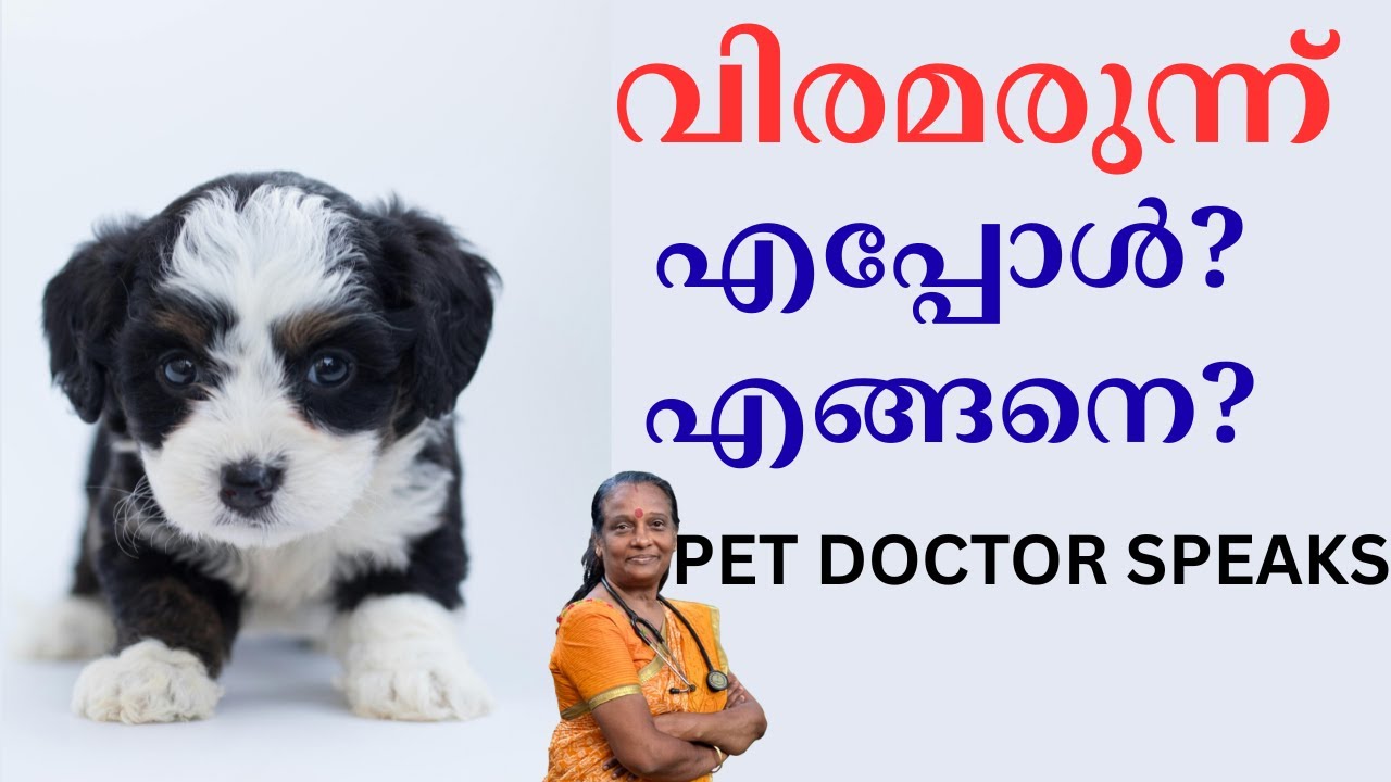 Dogs ന് Deworming എപ്പോൾ, എങ്ങനെ? How to Deworm Puppies & Dogs?