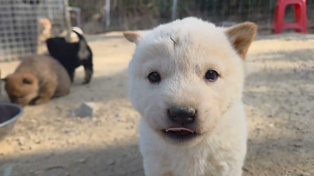 보리자견 39일차 날씨가 조금 풀렸어요^^Korean Jindo Dog. 