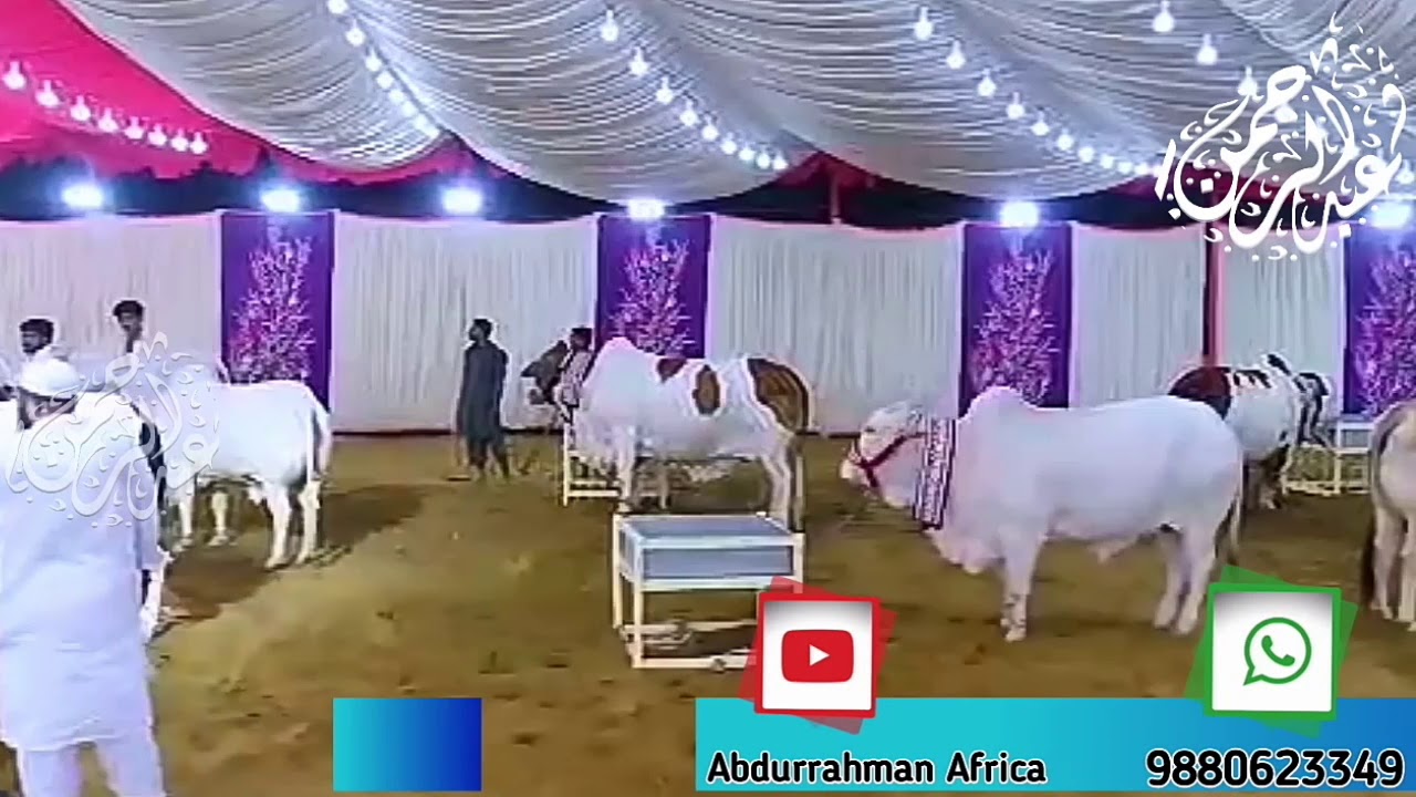 Qurbani karunga Beautiful whatsapp status