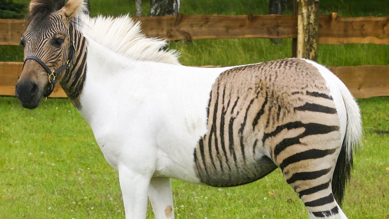 10 Amazing Hybrid Animals That Actually Exist