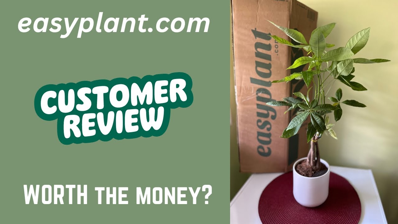 Опыт easyplant.com - Я заказал Денежное дерево... Стоило ли оно того?