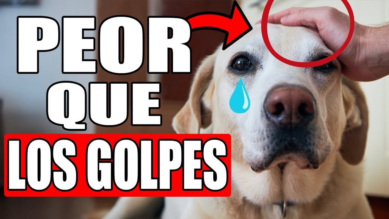 16 Cosas Que DEBES DEJAR DE HACER Con Tu Perro!