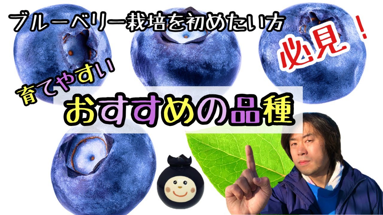 ★おすすめの品種★ブルーベリーを育ててみたい方必見！！