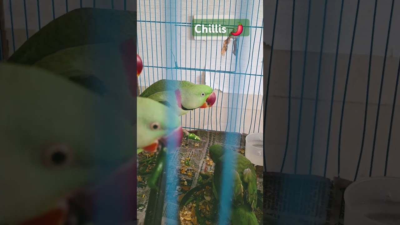 #trending #birds #parrot #family #lovers #channels