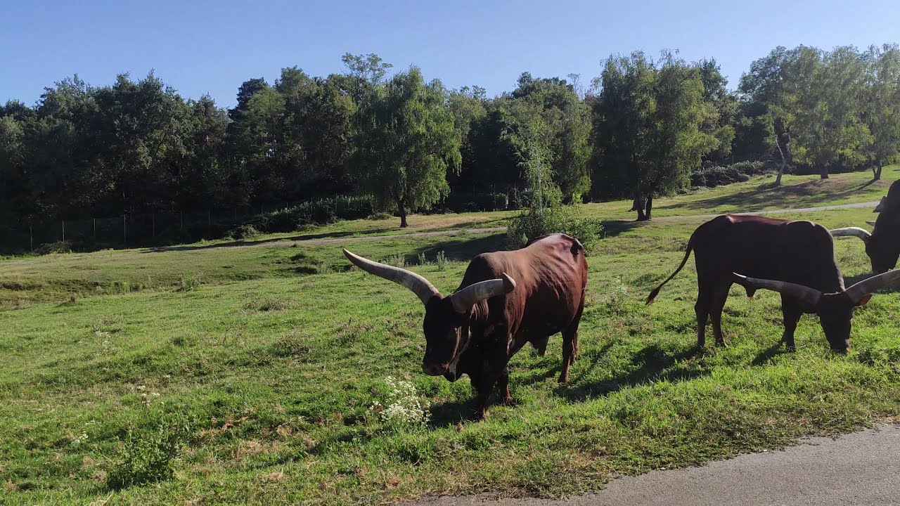 Safari Park Pombia 4K | Lago Maggiore