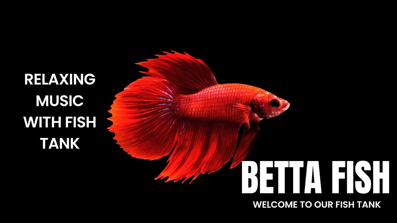 Mesmerizing Aquarium Journey: Relaxing Fish Tanks & Underwater Worlds 🐠✨