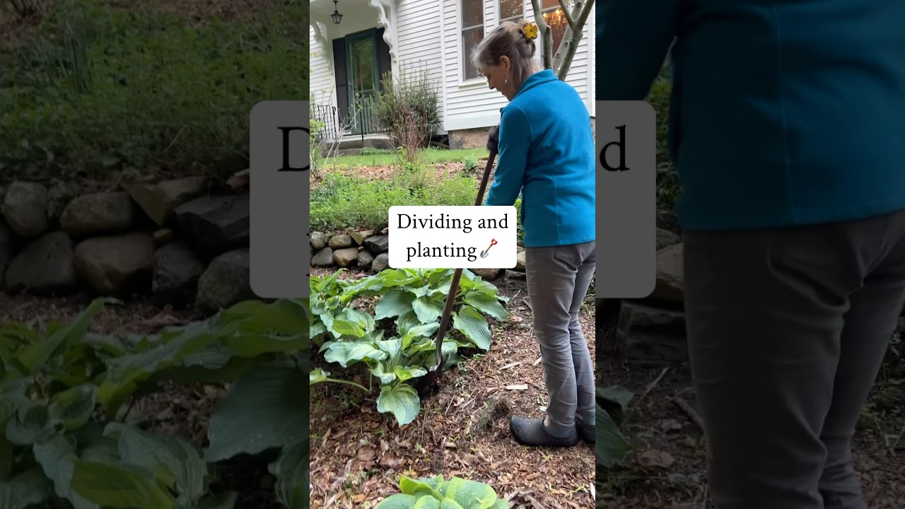 How To Divide Hostas (And Other Plants Too!)