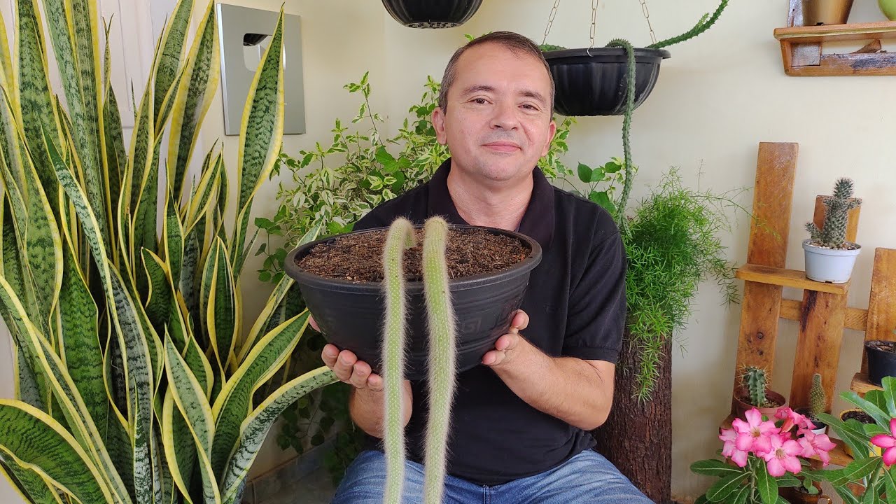 Cacto Rabo De  Macaco: como plantar e cuidar