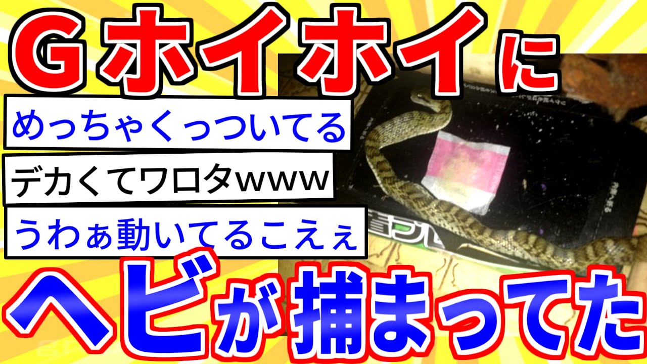 【2ch面白いスレ】ホイホイにhebiが引っついてた＋毒蛇VSネコ【ゆっくり解説】
