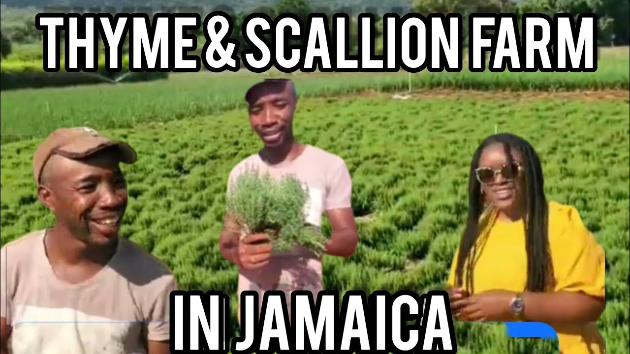 PRODUCT OF JAMAICA. YOUNG FARMER, FARMING THYME, SCALLION BEET IN MANCHESTER JAMAICA