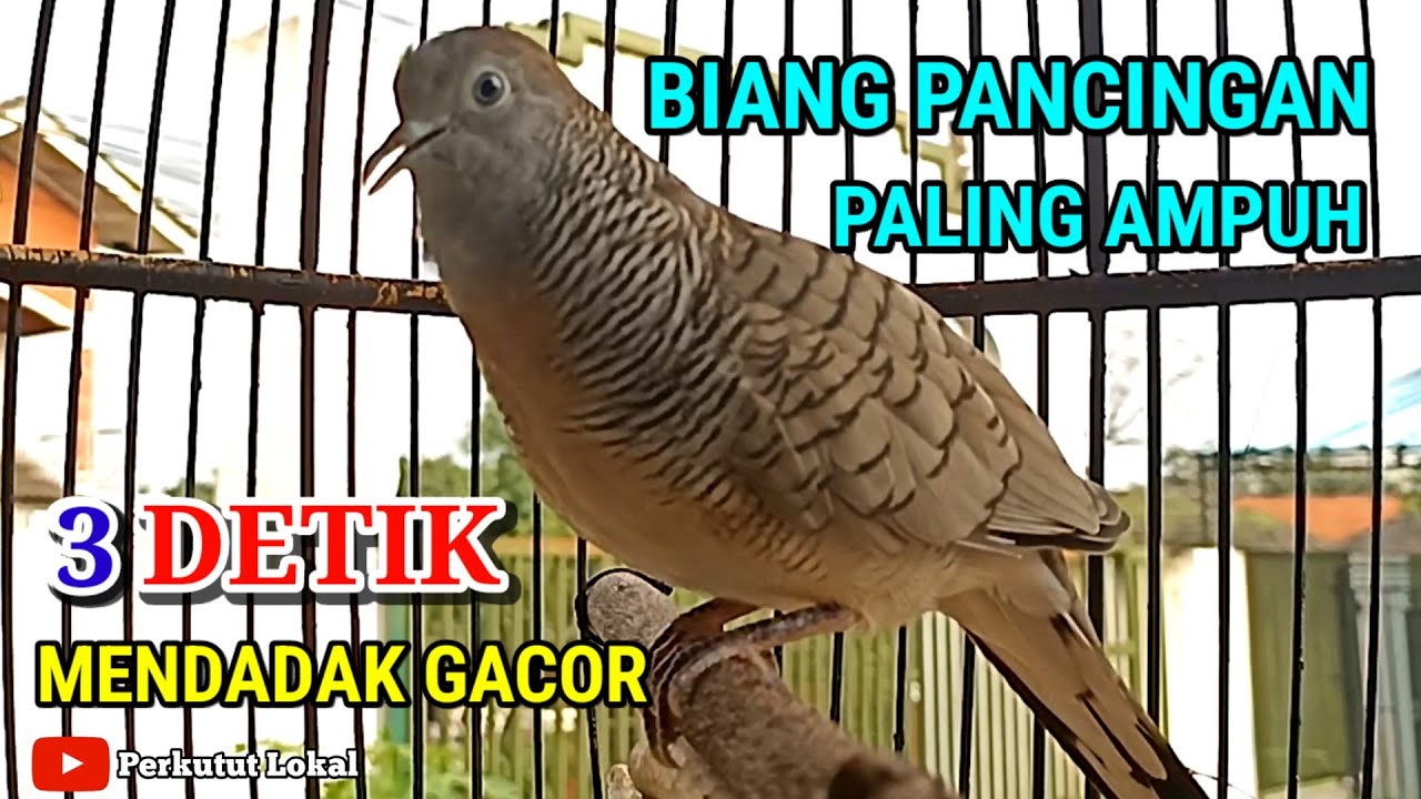 Perkutut lokal gacor suara kristal pancingan paling ampuh untuk perkutut bahan dan Ombyokan 