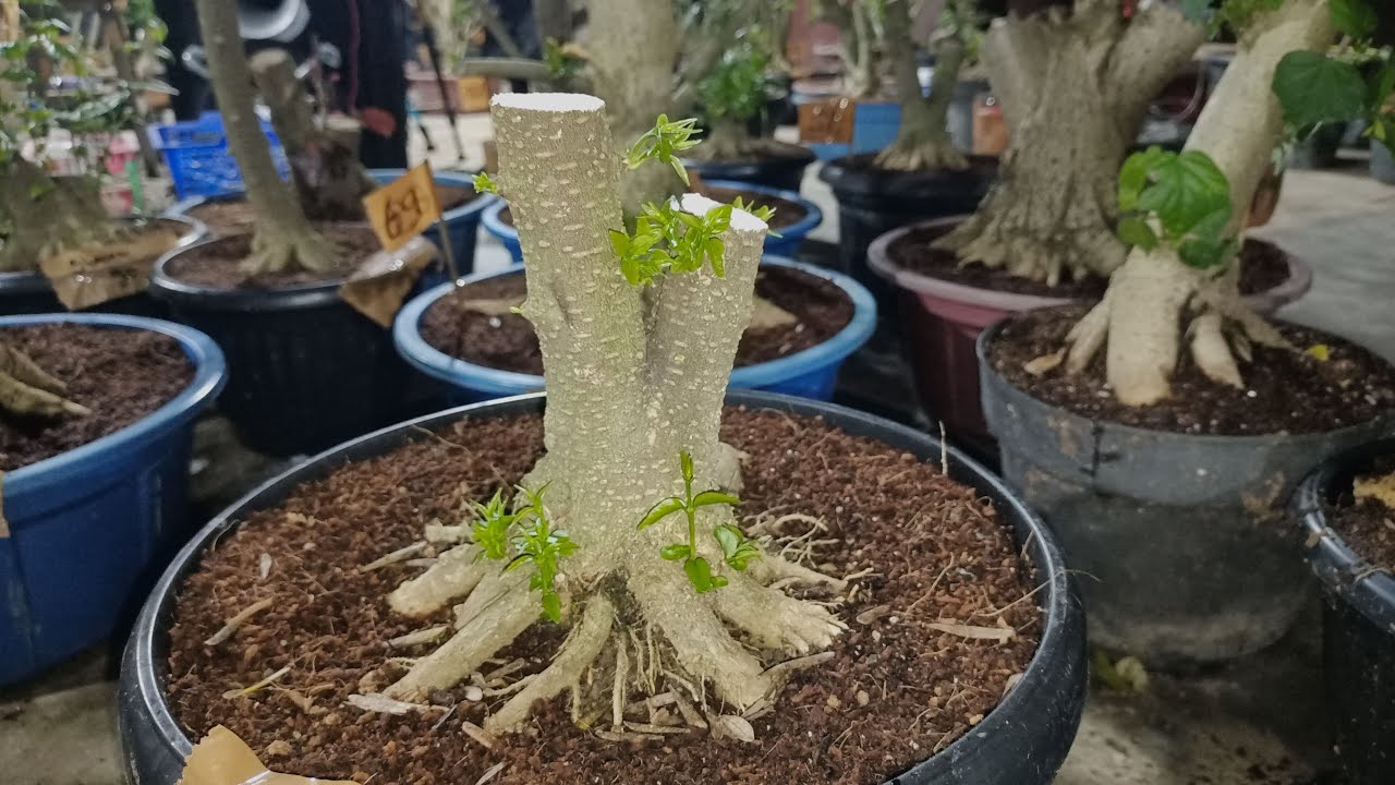 BAHAN BONSAI ANTING PUTRI, SAENG SIMBUR MEWAH MUDAH DI PROSPEK ...