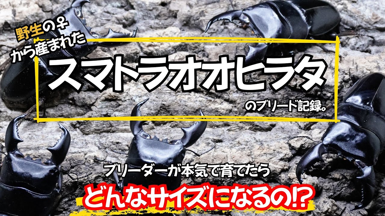 スマトラオオヒラタの成虫掘り出し！アチェWF1は一体どこまで大きくなるのか？