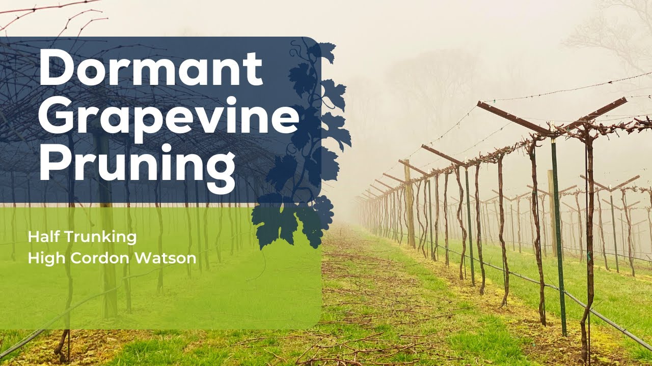 Half Trunking High Cordon Watson #viticulture #grapegrowing #podcast