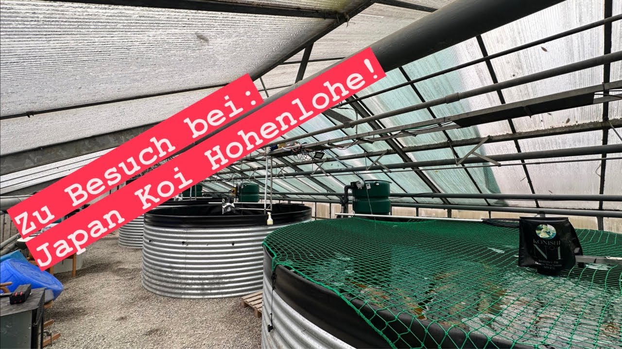 Zu Besuch bei Japan Koi Hohenlohe. Japan Koi & Kawarimono aus deutscher Zucht!