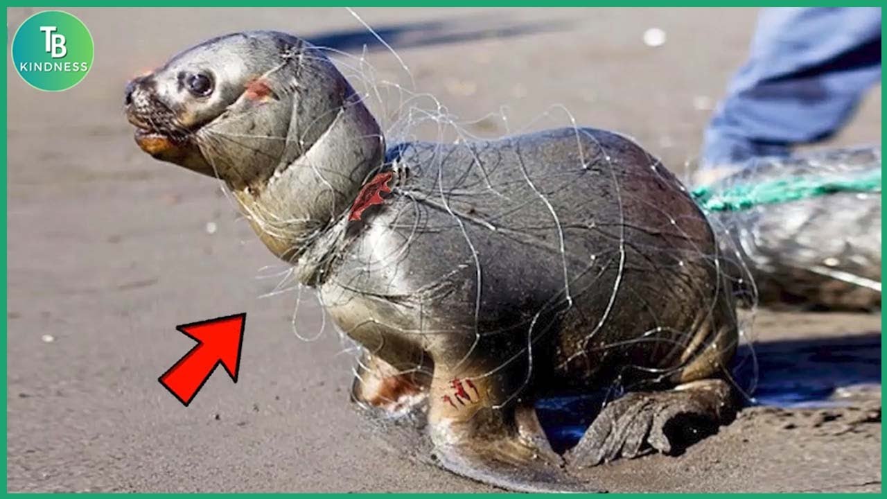 Animals That Asked People for Help! | Seals Rescued from Nets and Fishing Lines #47