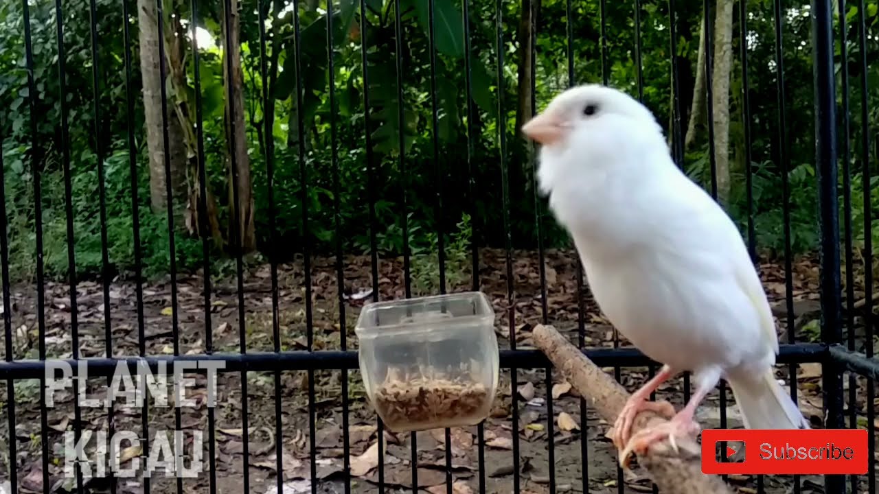 Amazing!! Instantly stimulating the sound of a canary