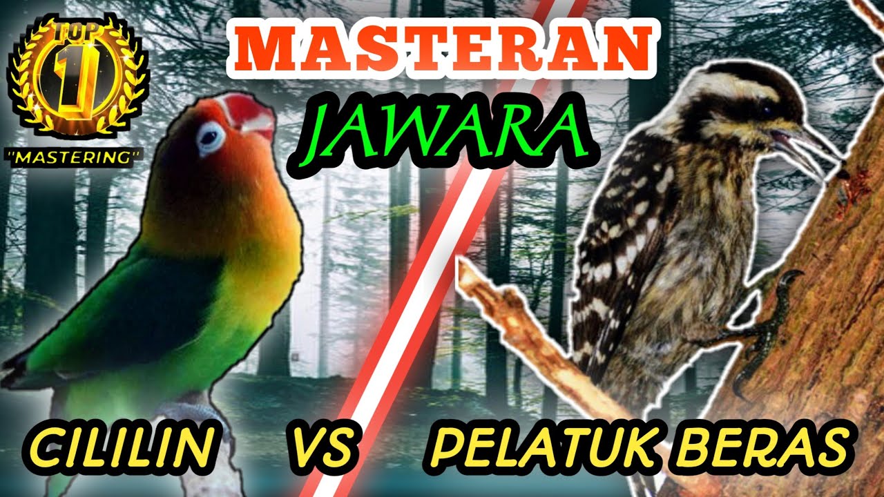 LOVEBIRD VS PELATUK BERAS - Masteran Tembakan Speed Rapattt