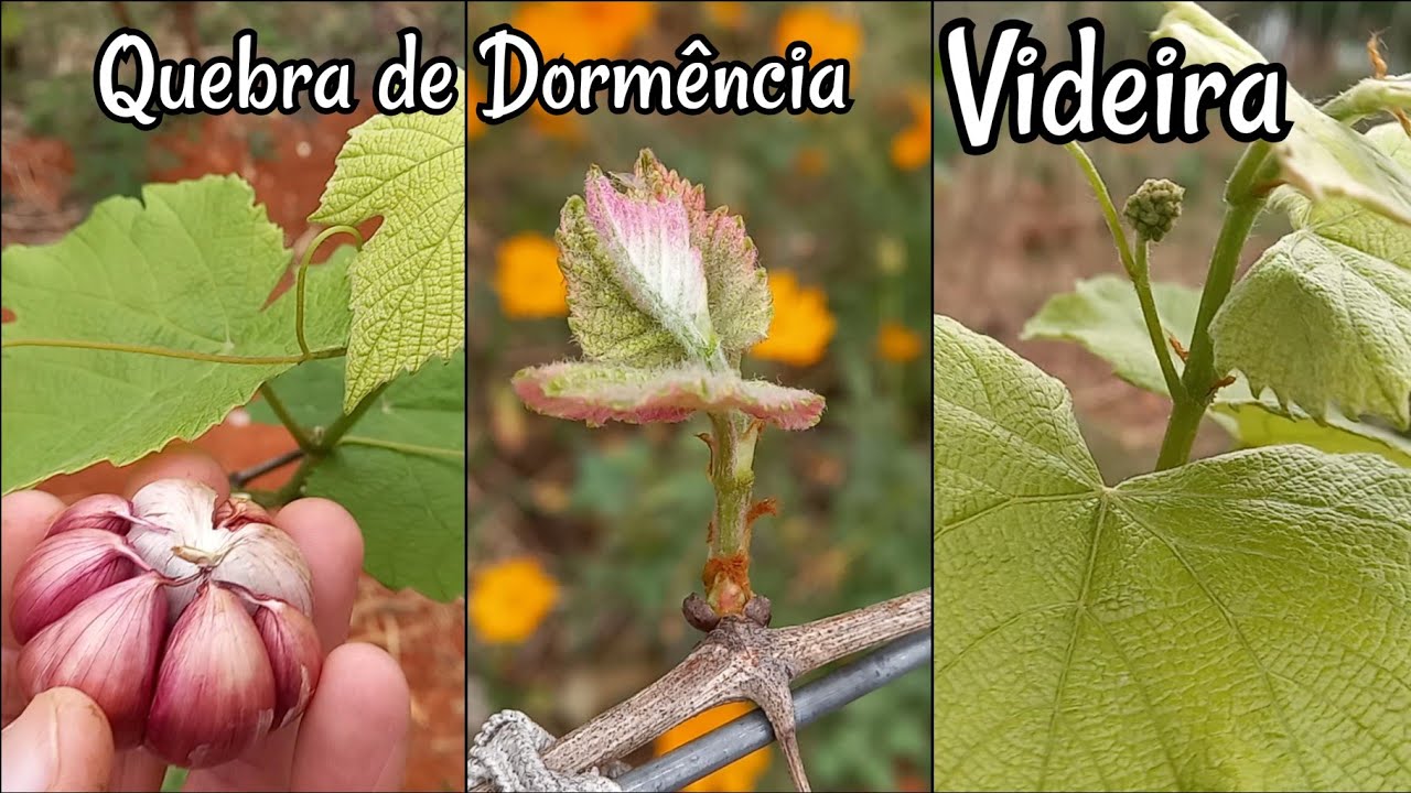 Quebra de Dormência da Parreira de Uva de forma Caseira