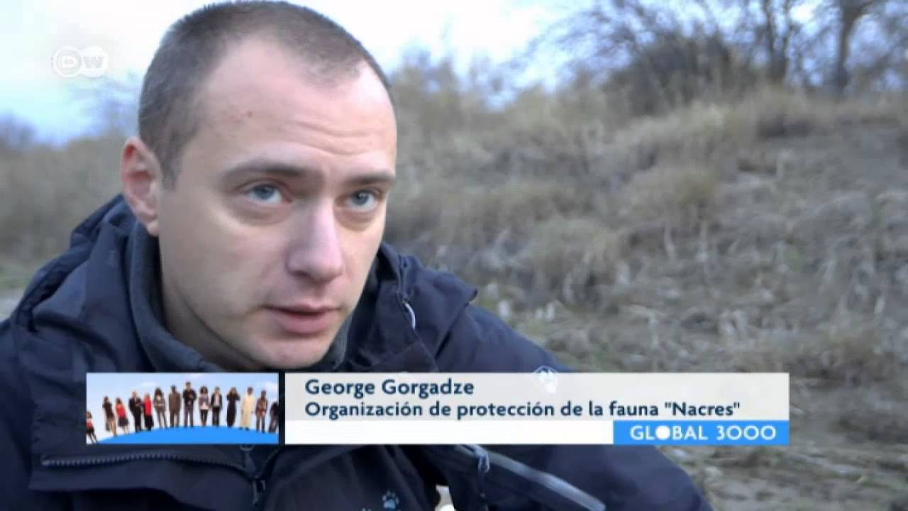 Sobrevivir en el Cáucaso, con osos y lobos | Global 3000