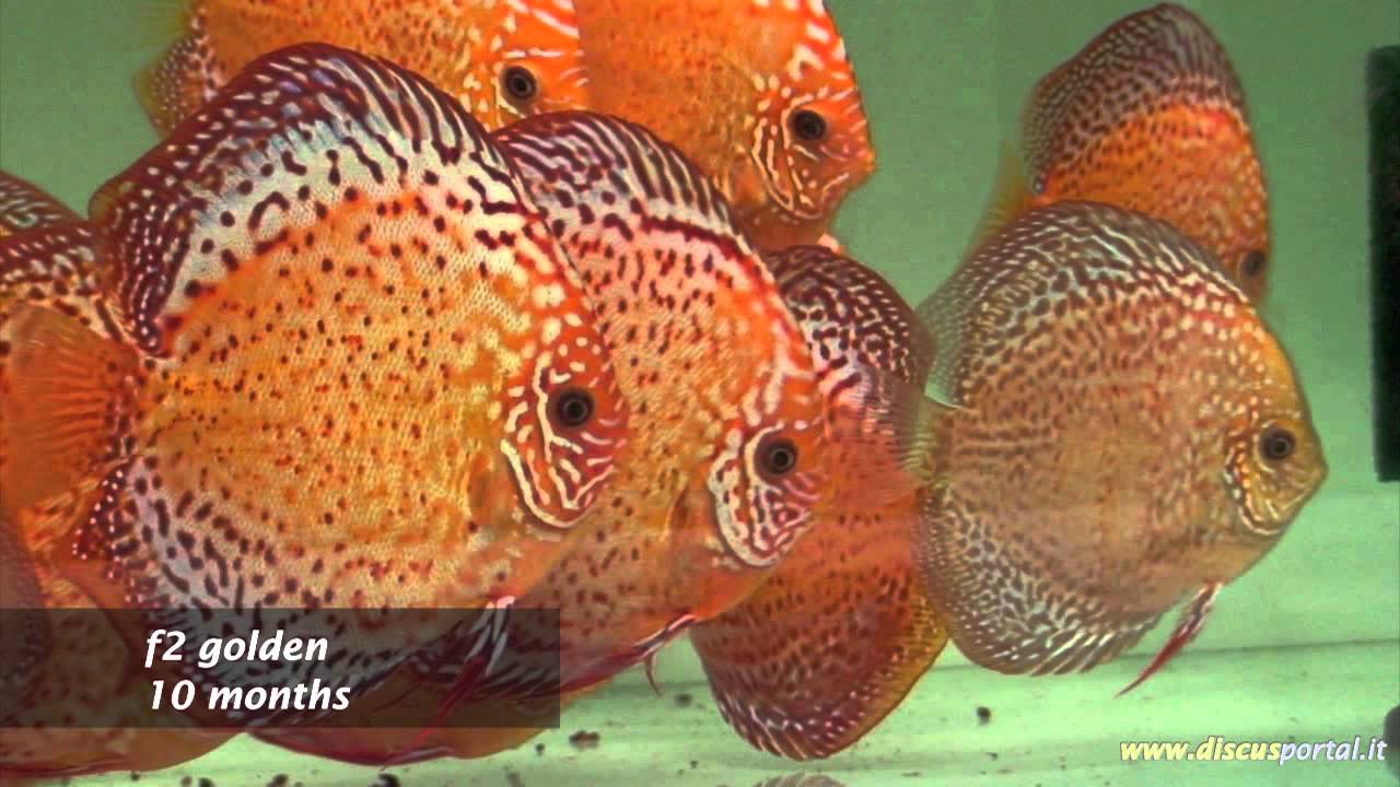 Hobbystic discus farm of Francesco Penazzi