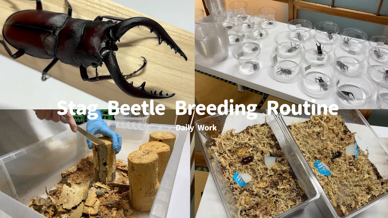 クワガタを大量に飼育する人の日常作業ルーティーン