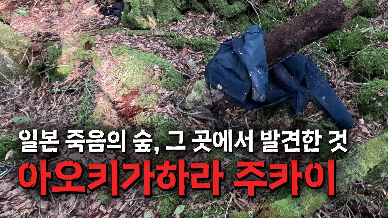 일본 죽음의 숲, 아오키가하라 주카이 탐색