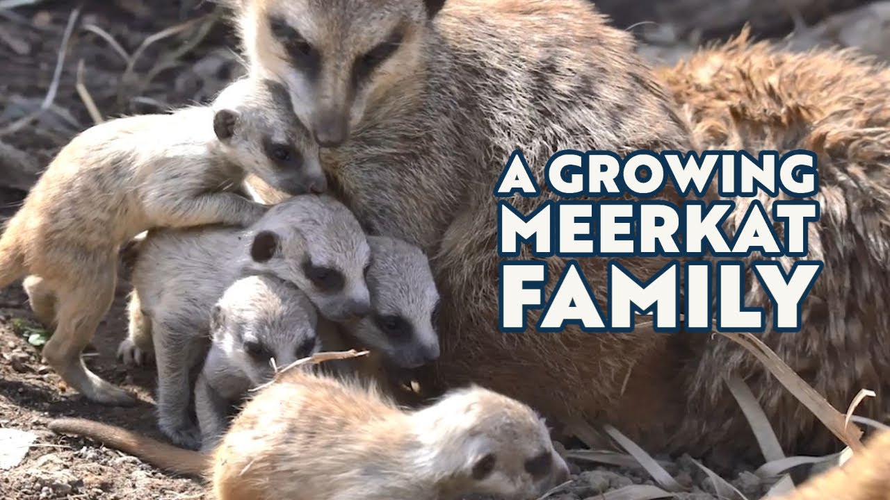 A Growing Meerkat Family