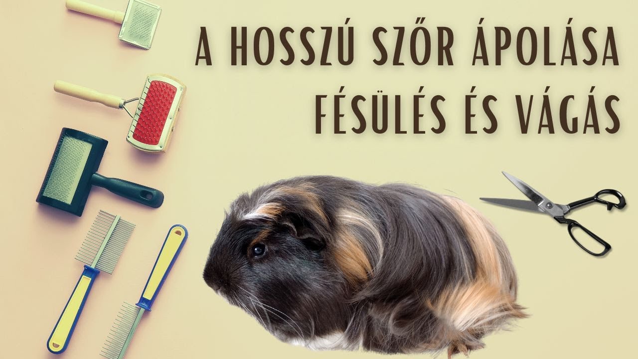 A hosszú szőr ápolása - Fésülés és vágás (Tengerimalac Tudástár, 100. rész)