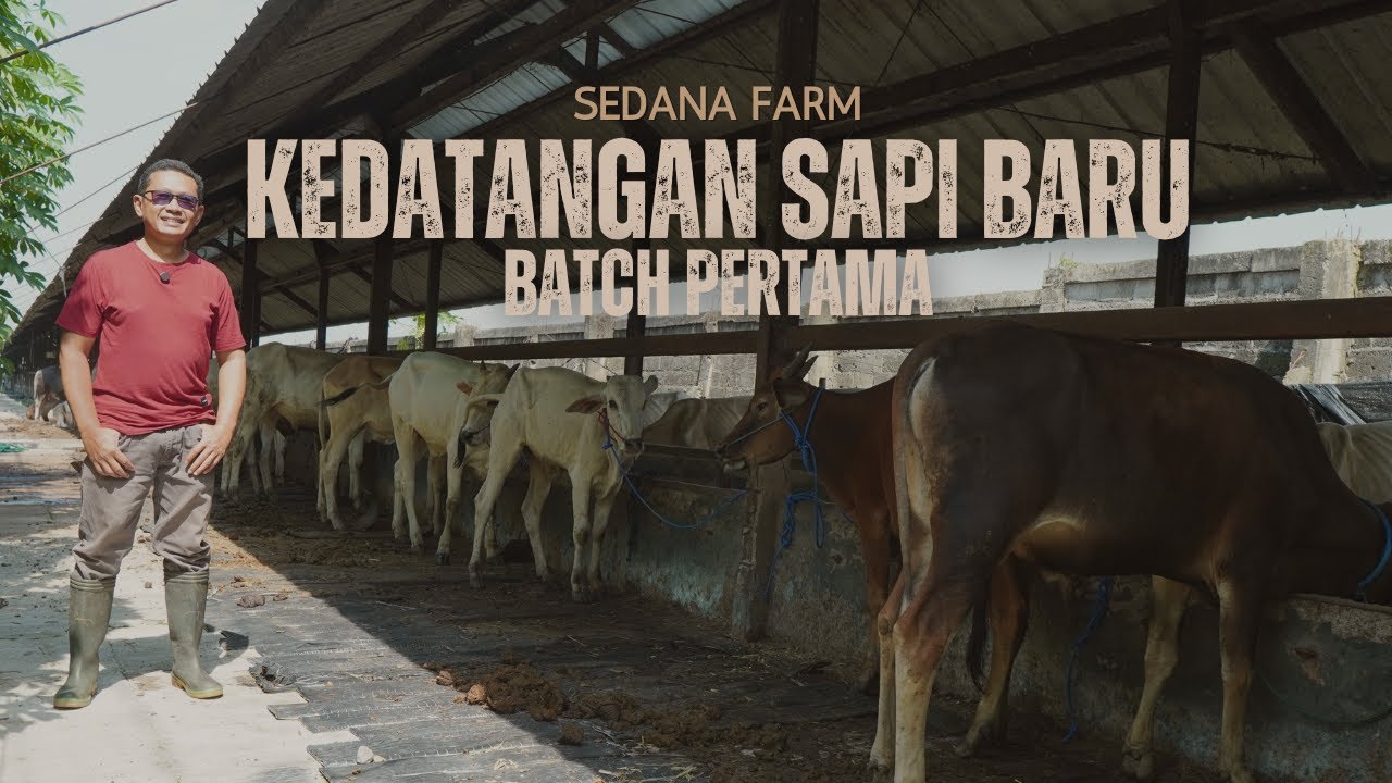 250 LEBIH SAPI QURBAN DATANG! Gelombang Pertama Persiapan Qurban Idul Adha 2026 di Sedana Farm