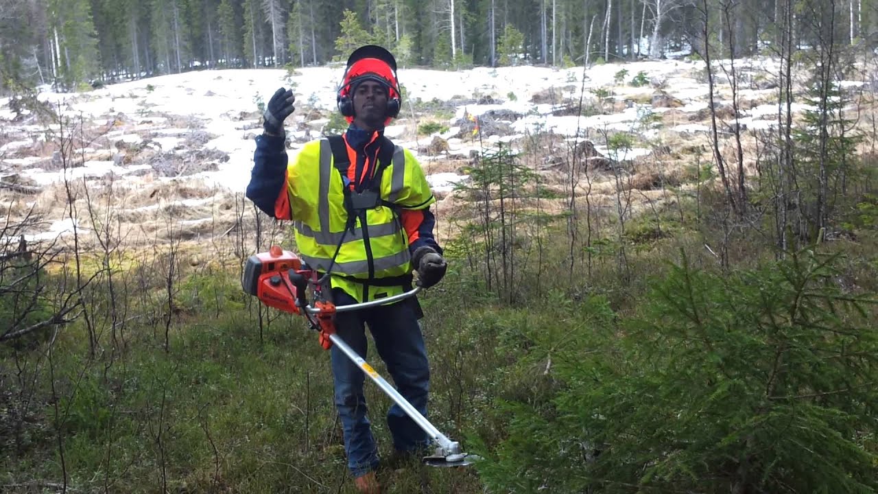 skog arbeta med Somaliska anvanderar vilhelmina sweden