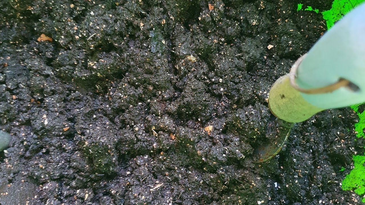 Harvest Time: harvesting my first WormCity Vermicompost 🪱🪱🪱 Beautiful Black Gold!