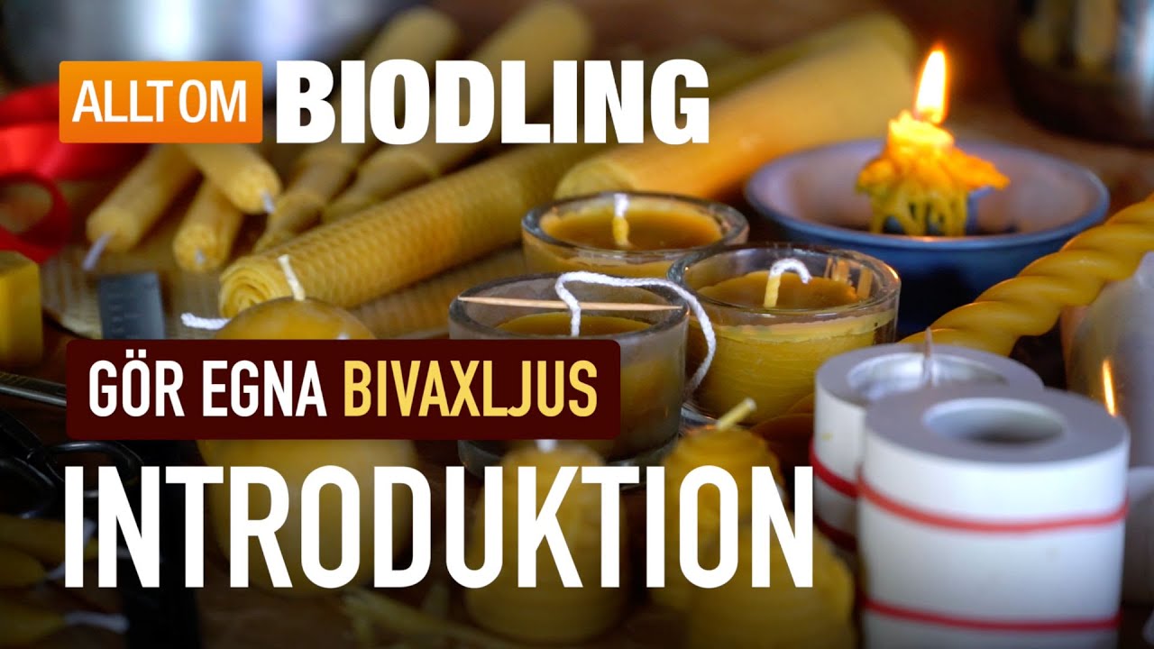 Bivaxljus: Introduktion | Gör egna ljus av bivax